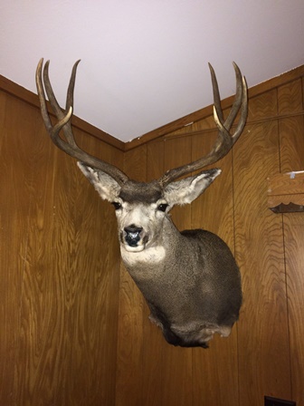 Colorado Mule Deer Back From The Taxidermist!