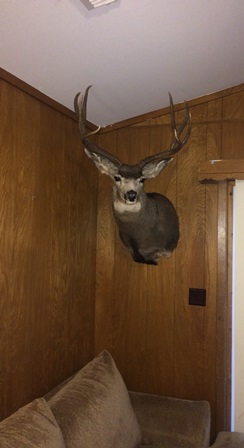 Colorado Mule Deer Back From The Taxidermist!