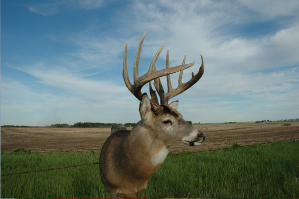 It is a nice whitetail. And being his daughter I can&#039;t leave him out of the picture. He did shoot a nice deer, even if I say it isn&#039;t as nice as mine!