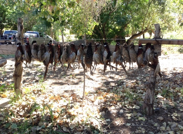 Pheasant hunt at big cottonwood ranch