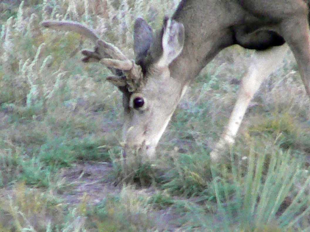 Cactus buck