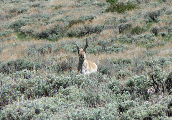 Antelope scouting pics