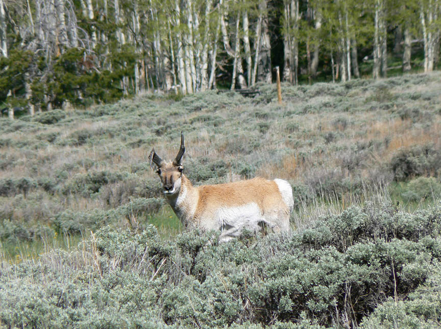 Antelope scouting pics