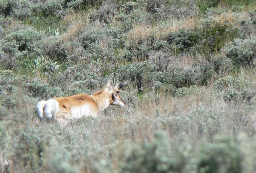 Antelope scouting pics