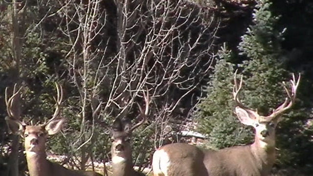 2014 early Kaibab hunt