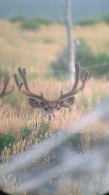 Scout video.  I like em wide.  I like em tall. I like em heavy.