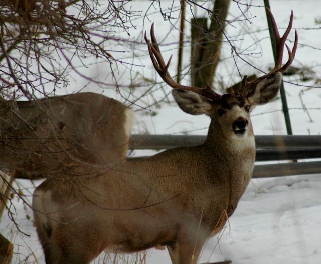 Cache City Bucks 3