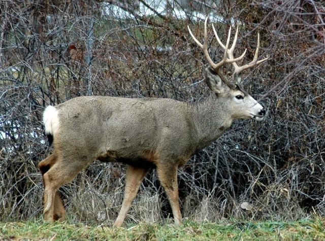 Cache City Bucks 4