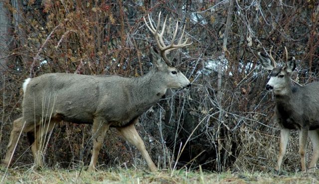 Cache City Bucks