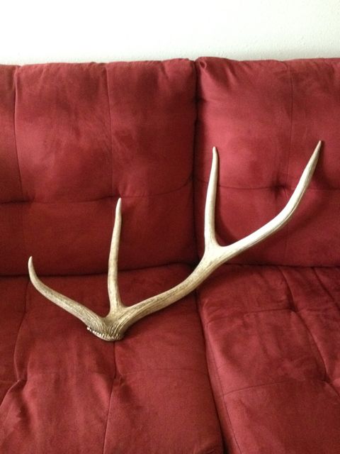 First Ever Elk Shed