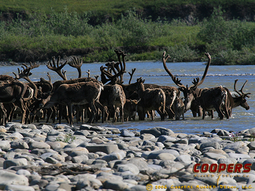 Big Ol&#039; Herd o&#039; Caribou...