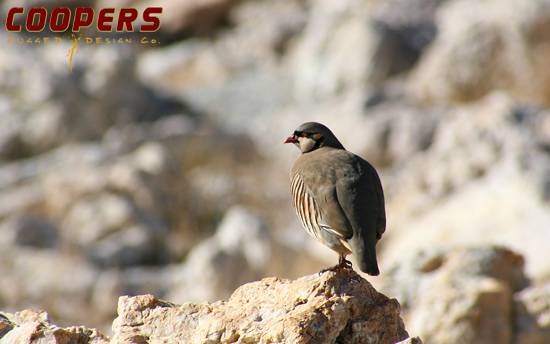 For All you Chukar Lovers!