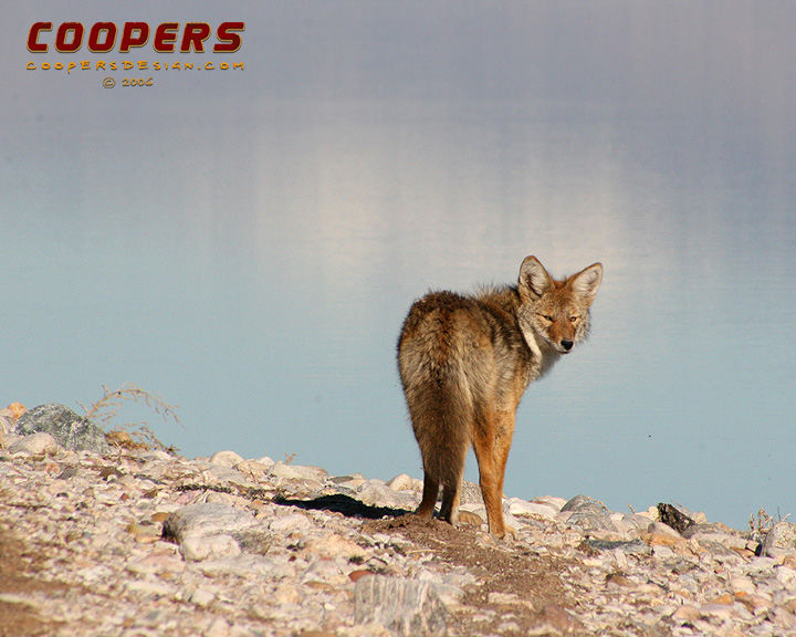 Coyote Pics