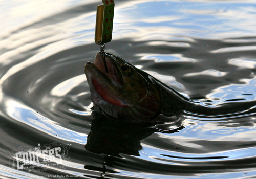 Nice Cutthroat