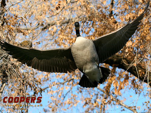 Gettin&#039; your Goose