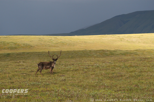 Northslope Caribou