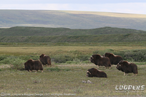 Northslope Muskox