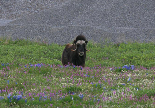 muskox