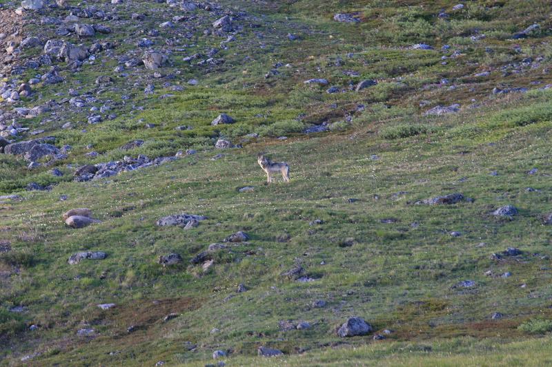 Wolf near Pipeline