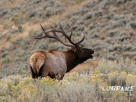 Ruttin&#039; Elk