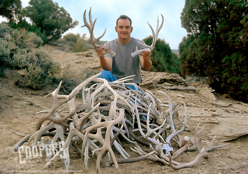 Shed Hunting Success