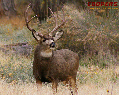 Fat-Neck Muleys