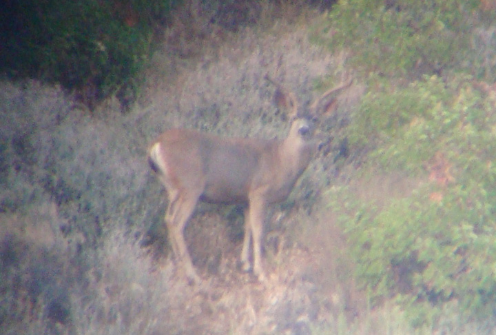 spotter pic