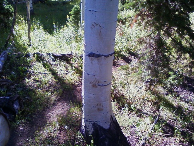 Bear paws / scrap in a tree