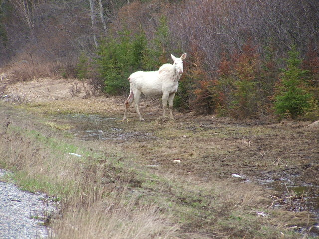 Albino Moose