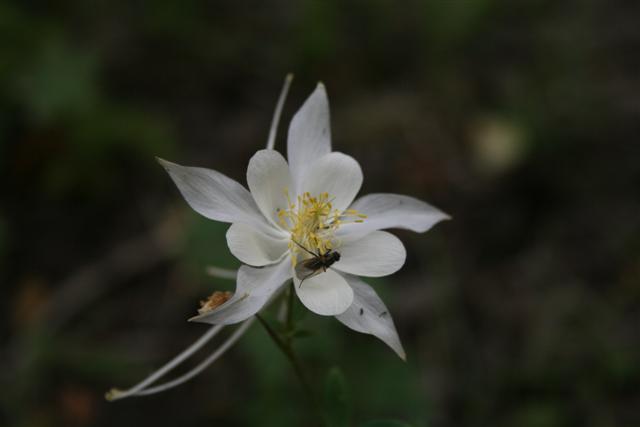 Close up to a mt flower and its companion.