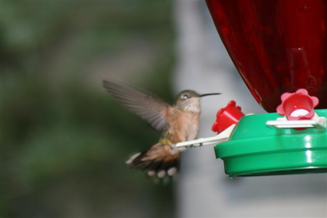 Humming birds - what a tuff subject