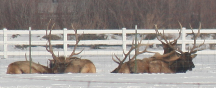 Couple nice bulls