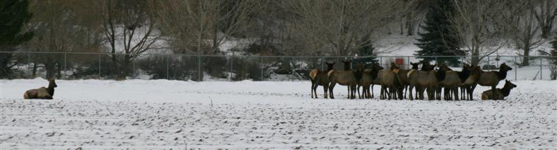 A few more elk