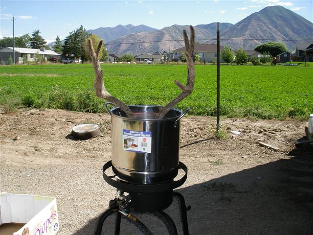 boiled skull (pics)