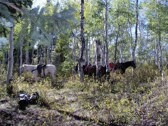 My opening of the utah muzz hunt