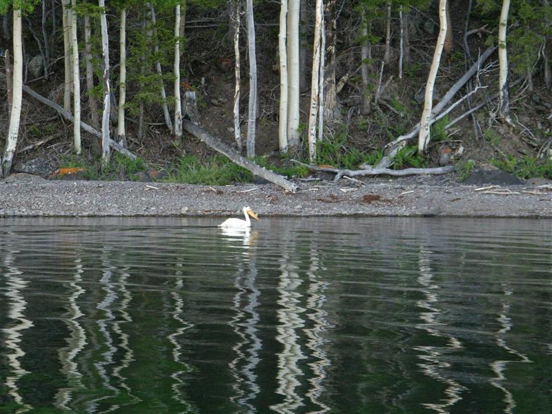 pelican