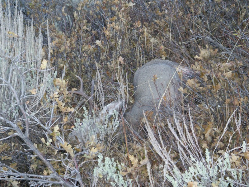 Brothers 2009 Utah buck (First Deer)