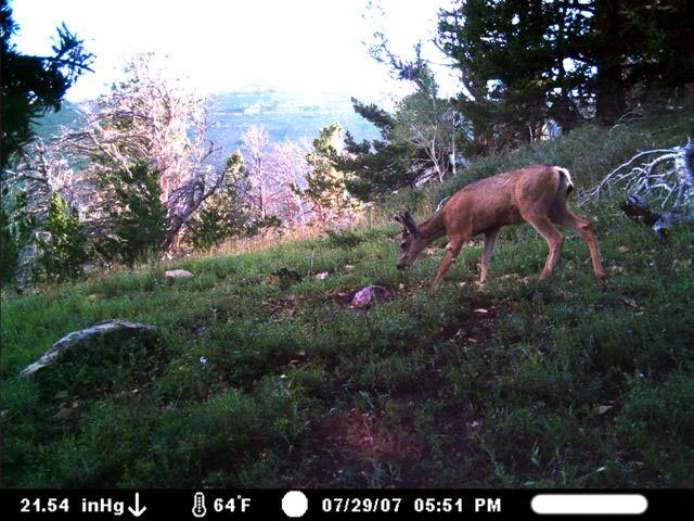 Giant Buck!