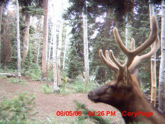 Aug 23 2008 trail cam pics