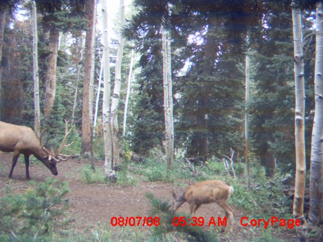 Aug 23 2008 trail cam pics