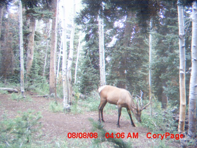 Aug 23 2008 trail cam pics