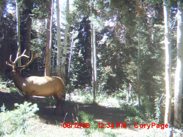 Aug 23 2008 trail cam pics