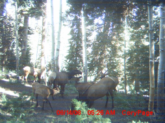 Aug 23 2008 trail cam pics