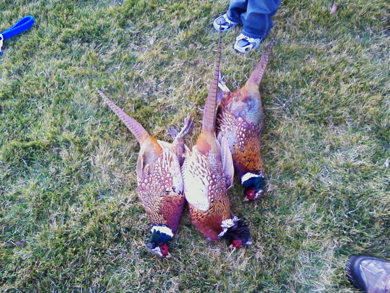 Lets see your 09 Pheasant hunts!