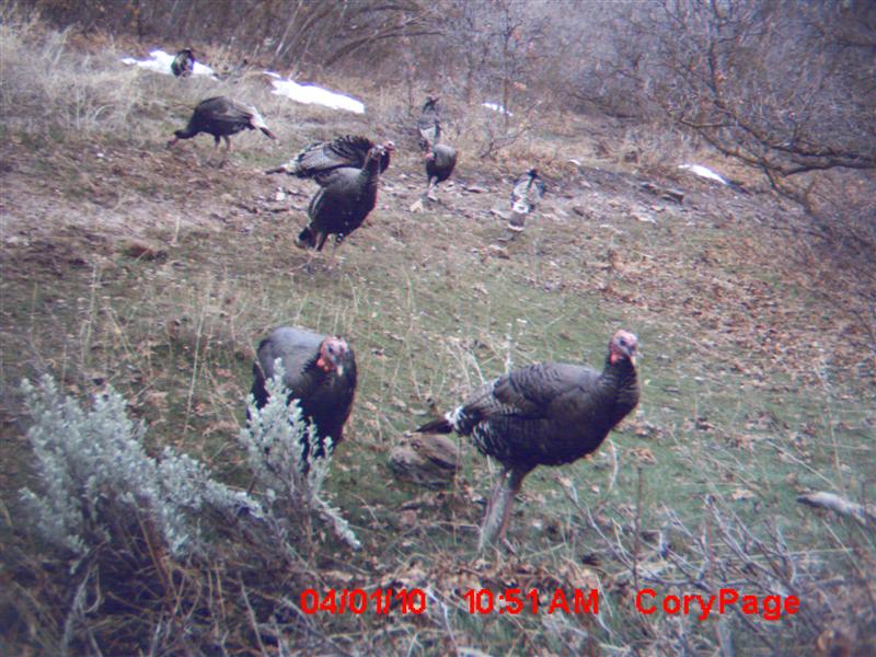 Turkey pictures