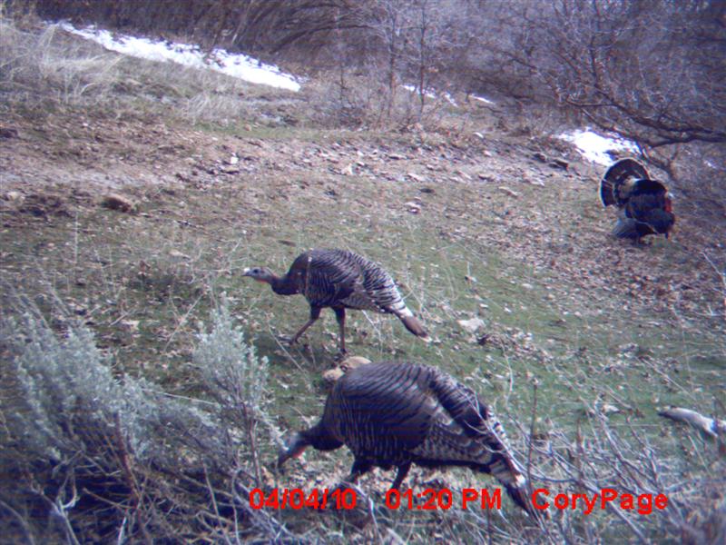 Turkey pictures