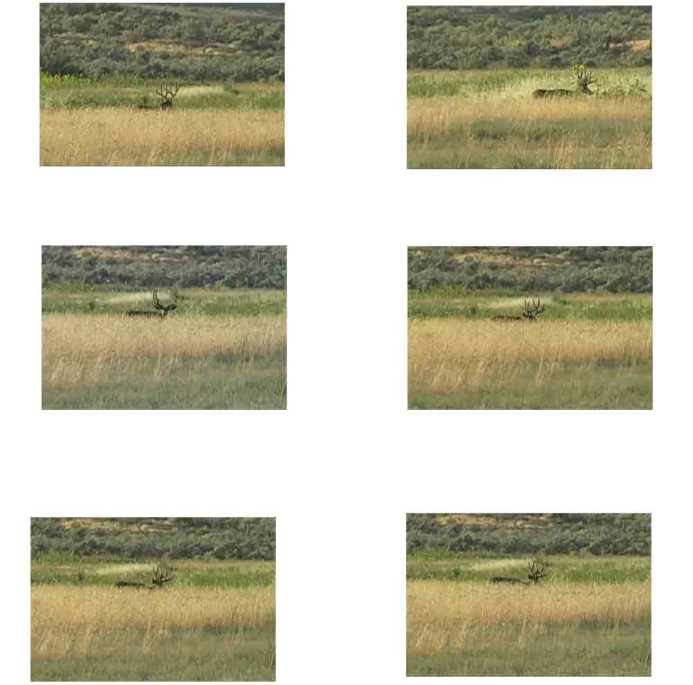 still pictures