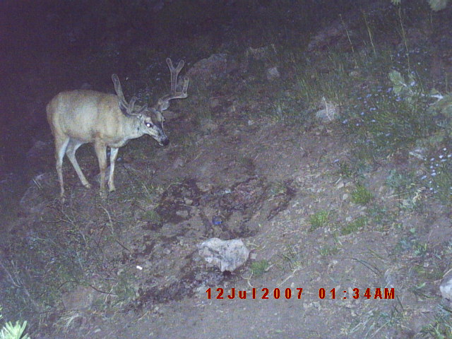 Deer Trail cam pics August 2nd