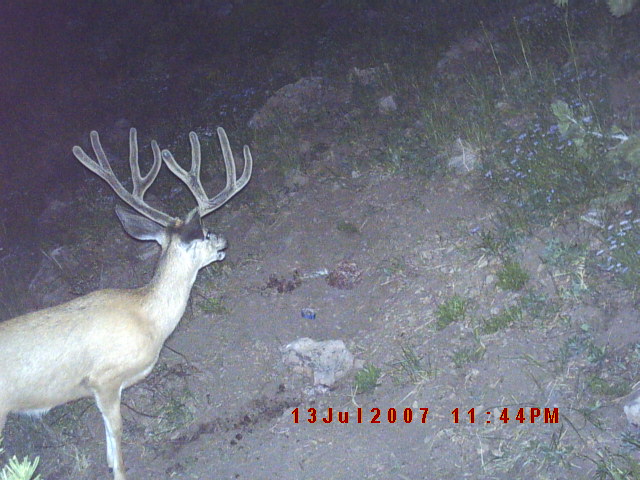 Deer Trail cam pics August 2nd