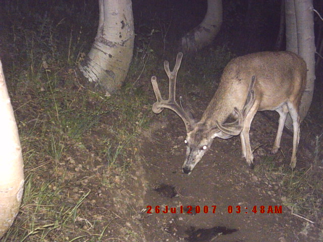 Couple more buck pics from trailcamera #2